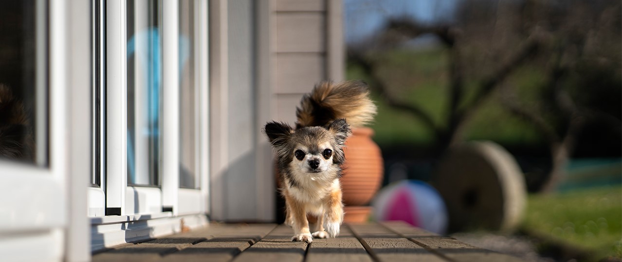 Köpek Oteli, Köpek Oteli