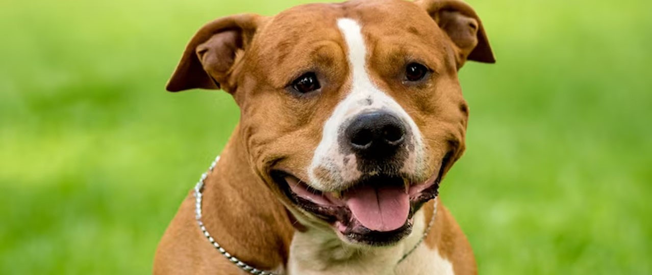 Köpek Oteli İstanbul Fiyatları