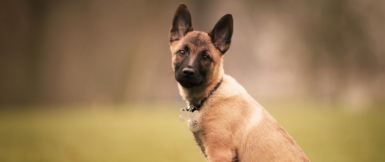 Köpek Oteli Günlük Ücret
