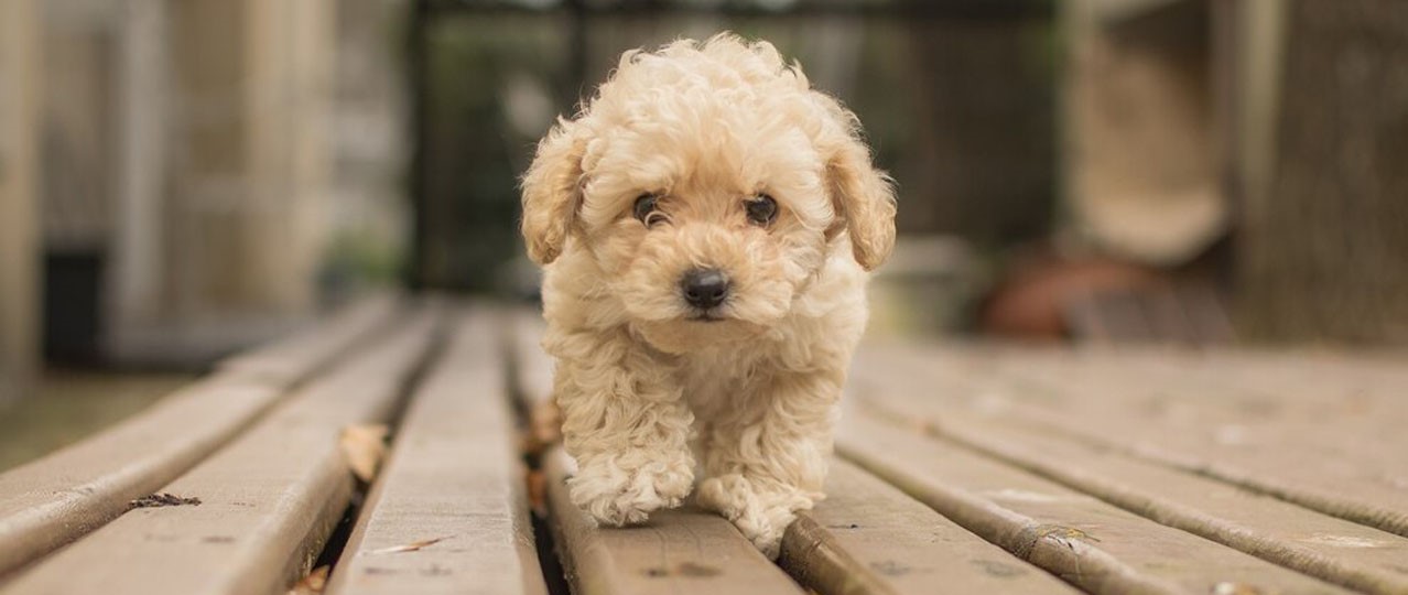 Yavru Köpek Oteli İstanbul