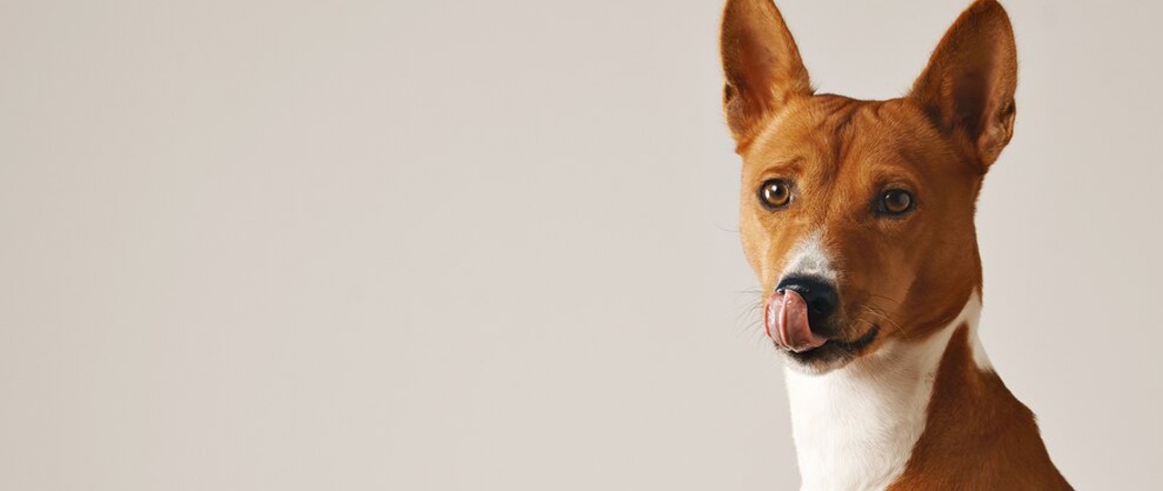 Açık Alanlı Köpek Pansiyonu