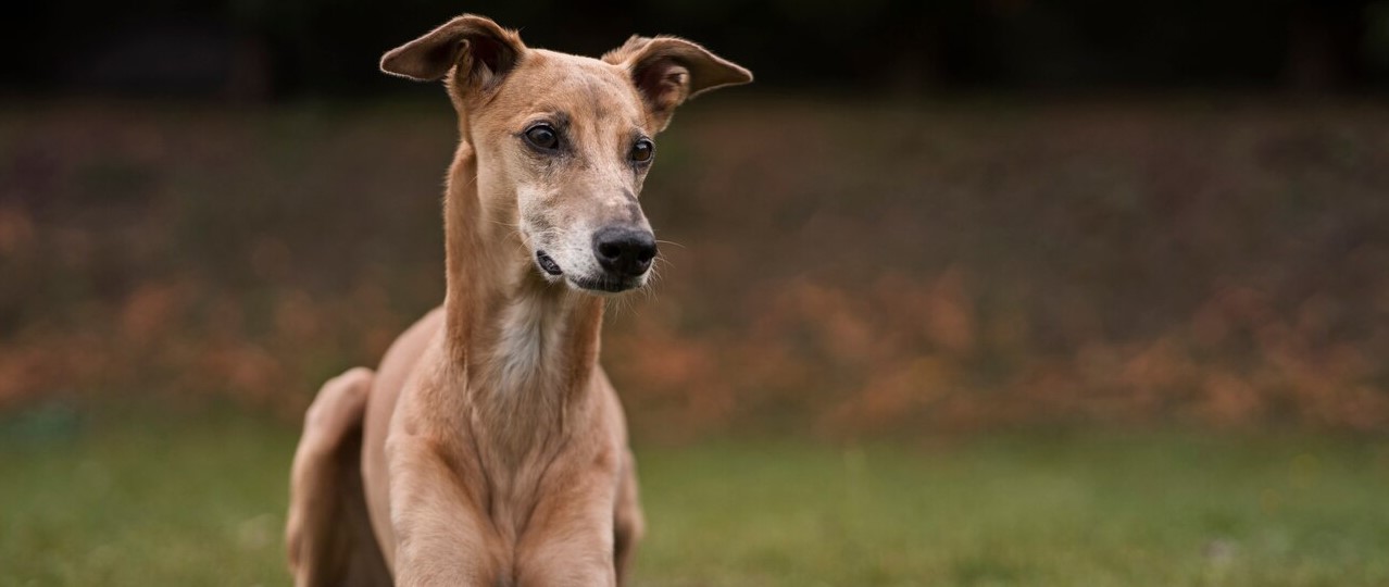Köpek Eğitimi ve Otel Hizmetleri