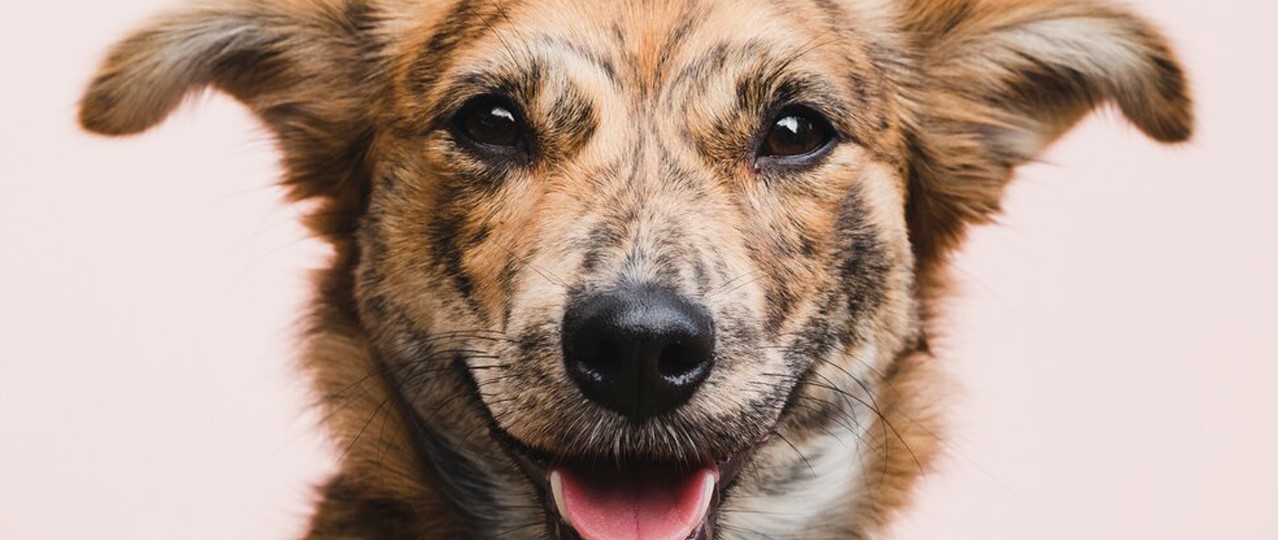 Köpek Bakım Merkezi