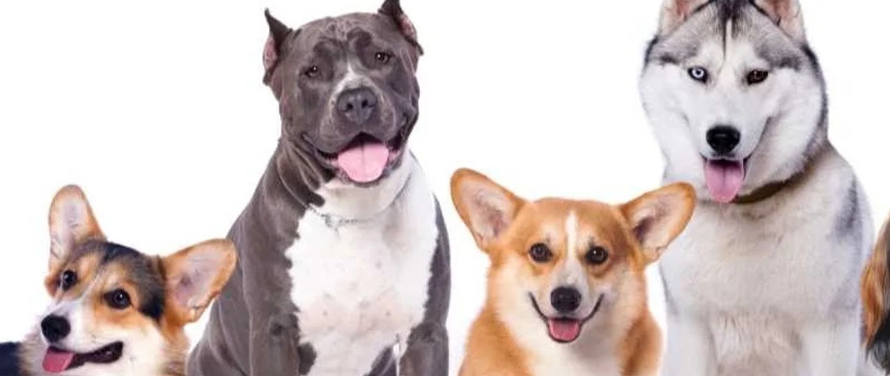 Günlük Köpek Oteli