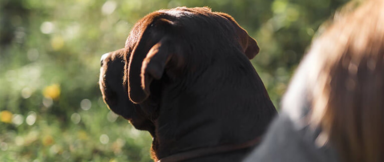 En Yakın Köpek Oteli, Köpek Eğitimi,Köpek Oteli,Köpek Günlük Kreş,Köpek Bakımı,Köpek Koruma Eğitimi,Köpek Yemek Eğitimi,Köpek Tuvalet Eğitimi,Köpek Temel Eğitimi,Köpek Alan Korum Eğitimi,Köpek Arama Kurtarma Eğitimi,Köpek Rehabilitasyonu,Köpek Sosyalleştirme