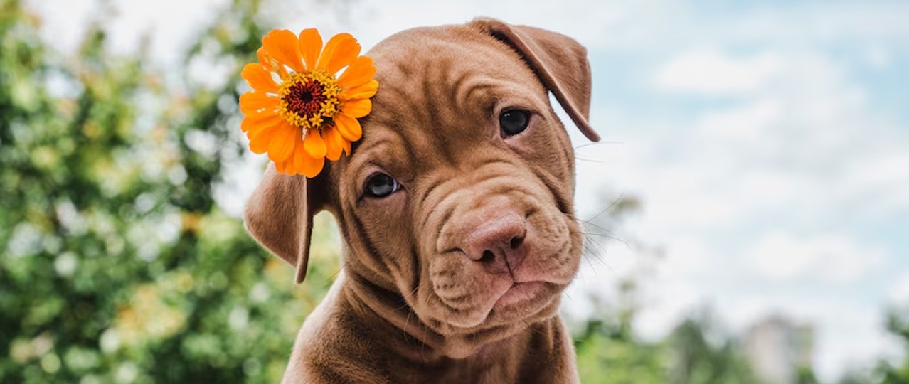 Köpekler İçin Konforlu Konaklama