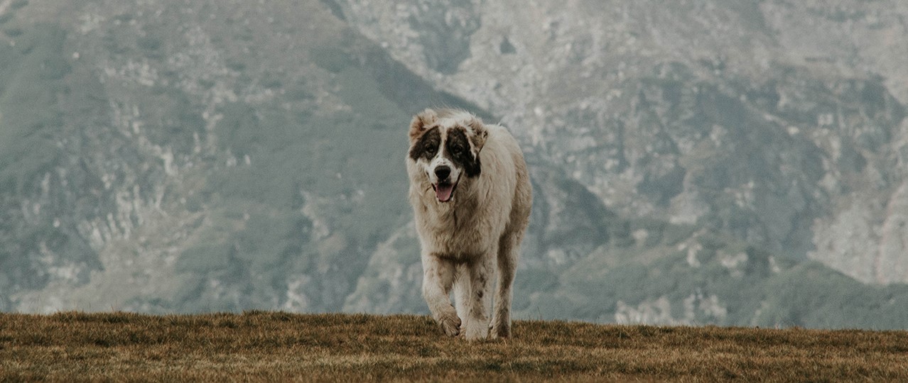 Hadımköy'deki Pet Oteller, Hadımköy'deki Pet Oteller