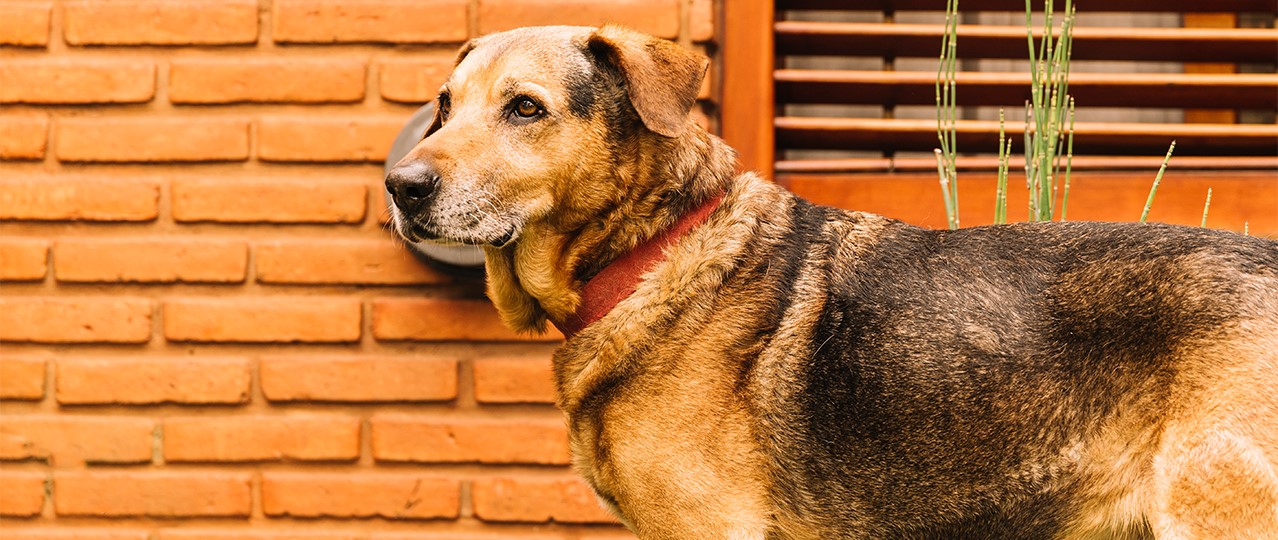 Arnavutköy Pet Oteli