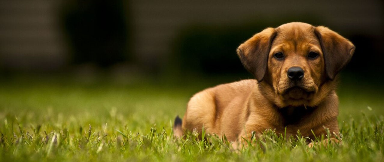 İstanbul Köpek Oteli Rezervasyon Hizmeti