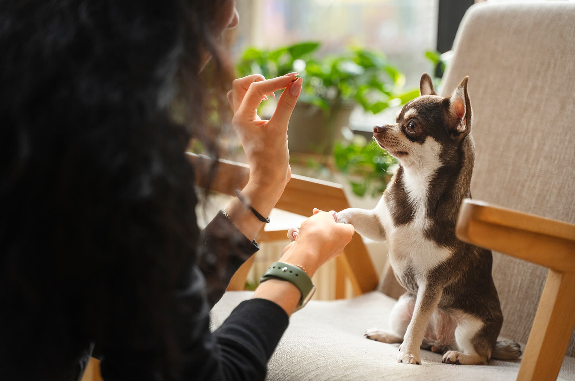 KÖPEK EĞİTİMİ 